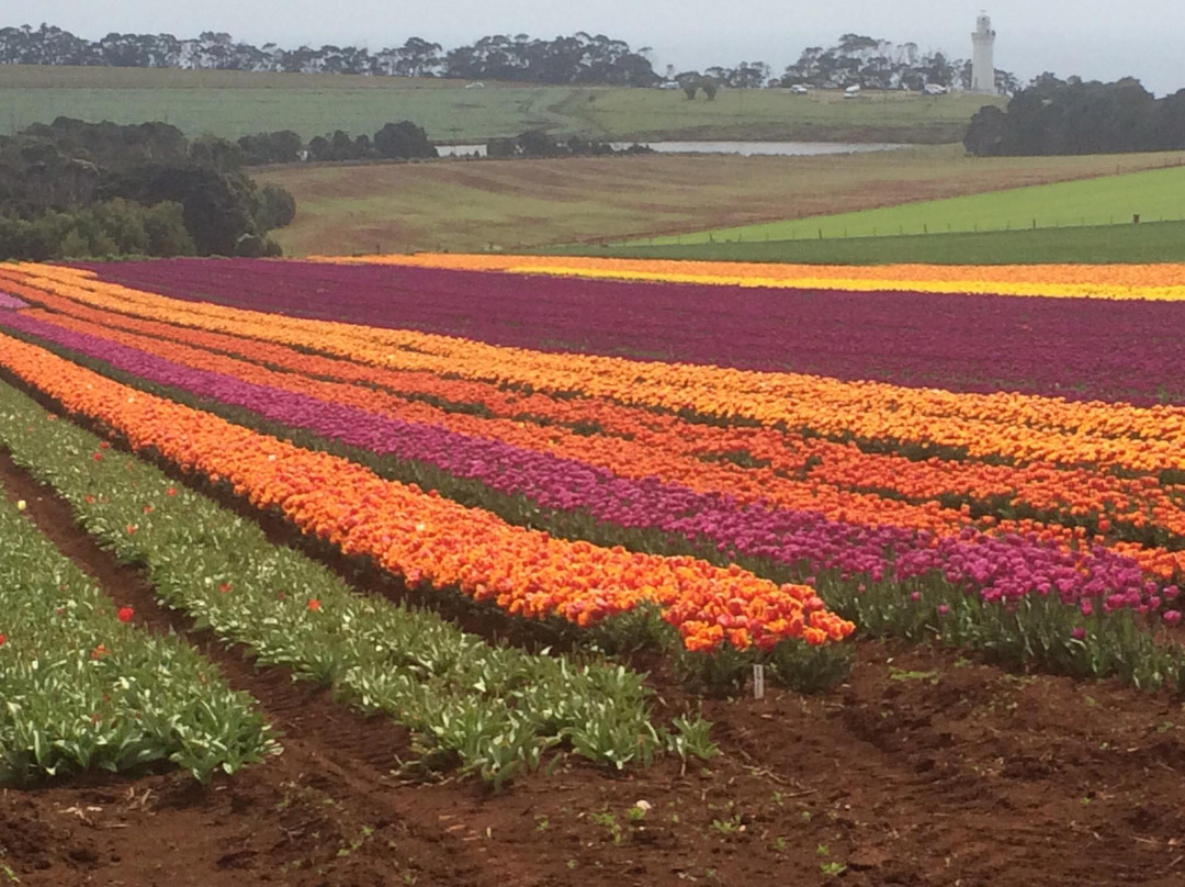 Play A Round in Tassie Day Tours-伯尼必去景点