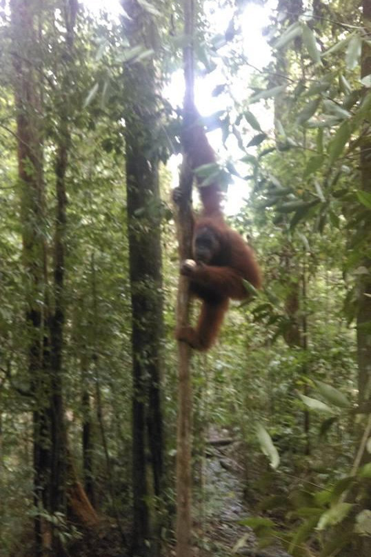 SUMECO (Sumatra Ecoproject)-武吉拉旺必去景点