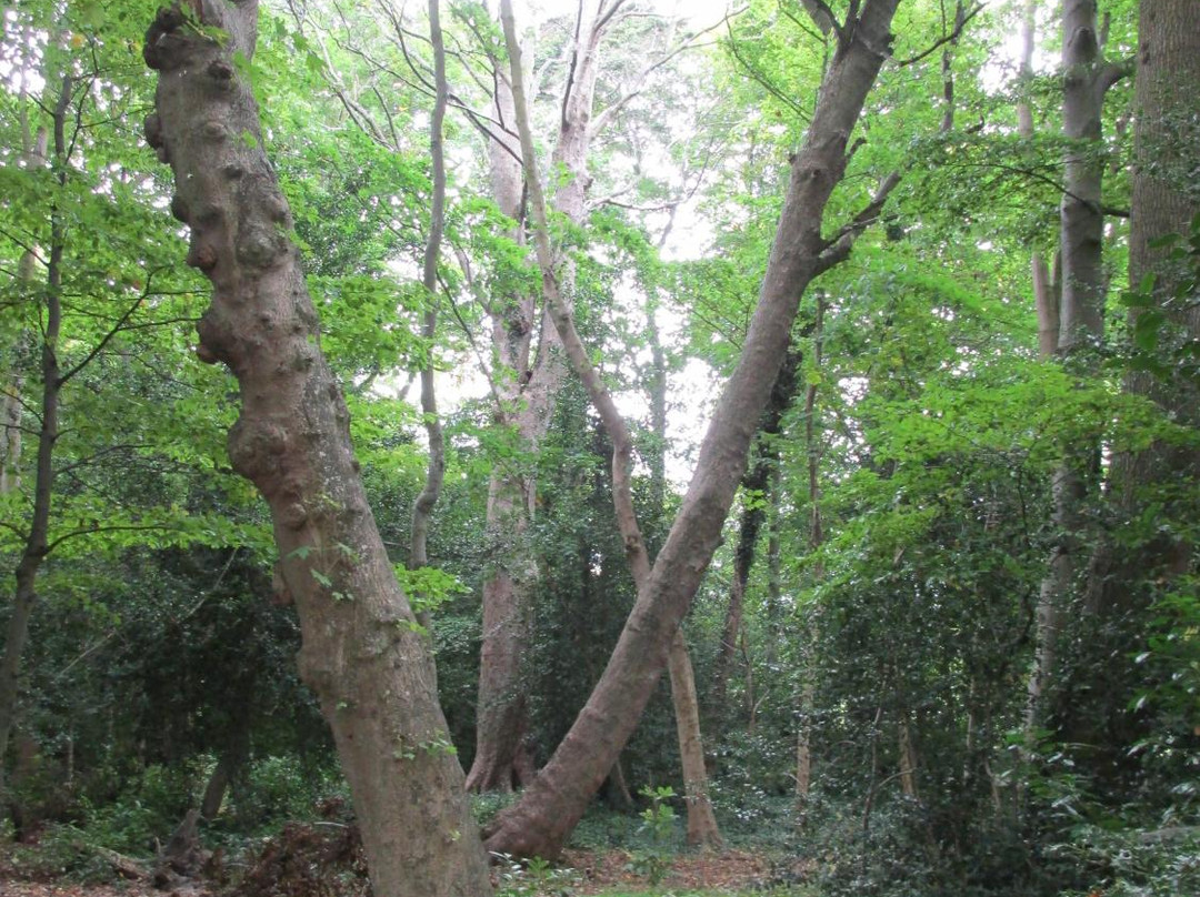 The Fairy Tree, Marlay Park-Rathfarnham必去景点