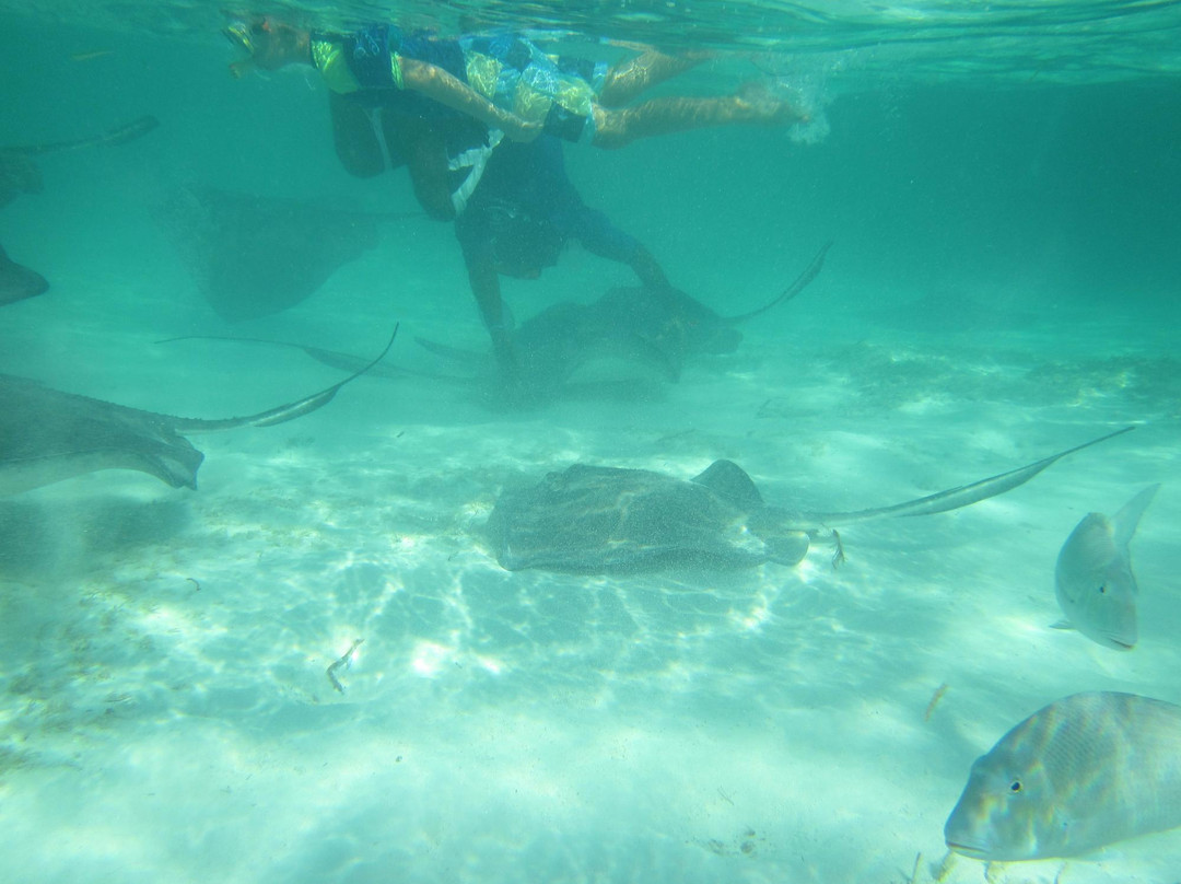 Stingray City Bahamas-新普罗维登斯岛必去景点
