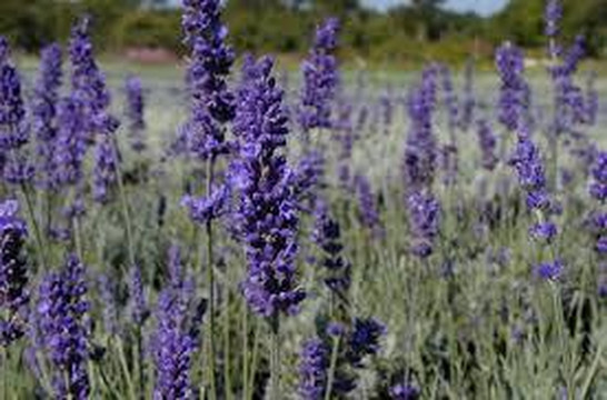 Chacra el refugio-马德林港必去景点