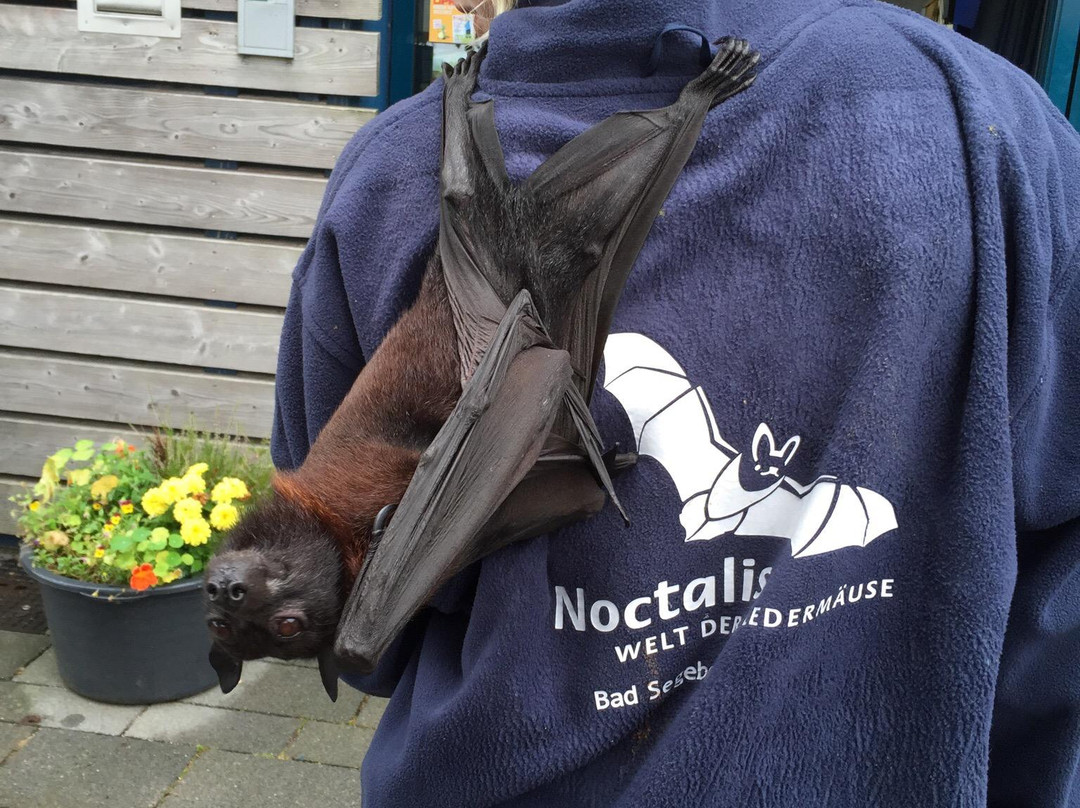 Segeberger Kalkberghöhle-Bad Segeberg必去景点