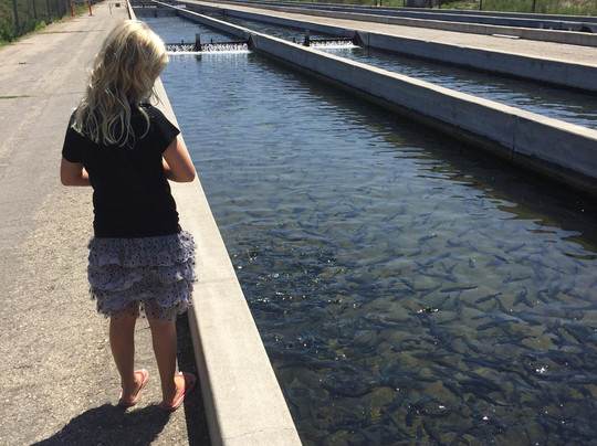 Fillmore Fish Hatchery-Fillmore必去景点