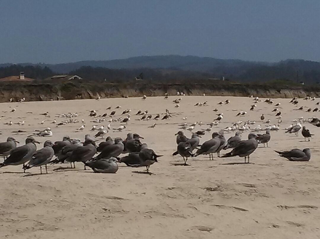 Dunes Beach-半月湾必去景点