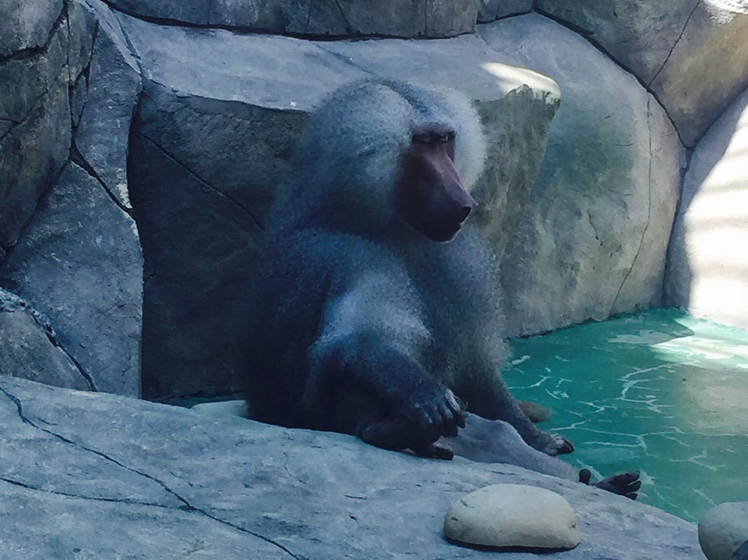 Balu Zoo-阿纳帕必去景点