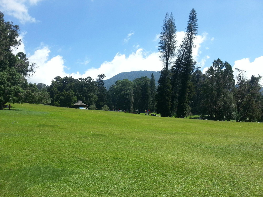 Cibodas Botanical Garden景点图片