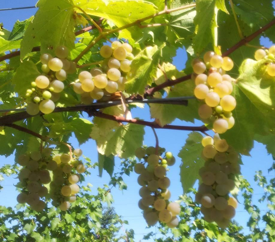 Richibucto River Wine Estate-Mundleville必去景点