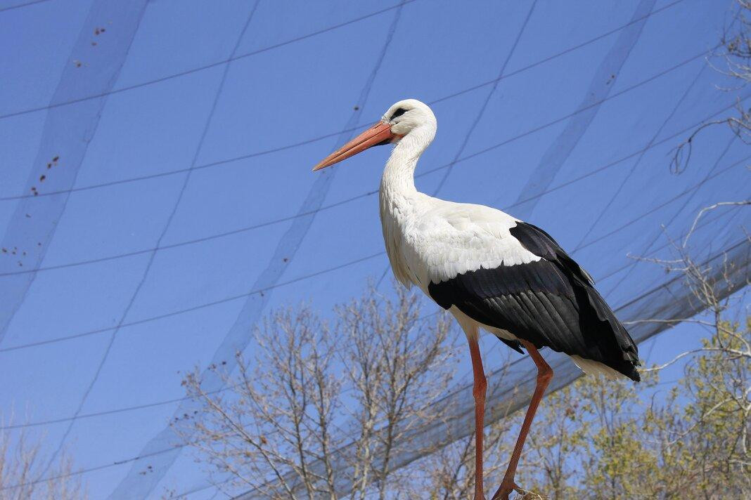 Birds Garden景点图片