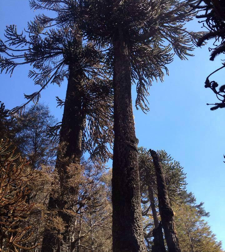 Reserva Nacional China Muerta-Araucania Region必去景点