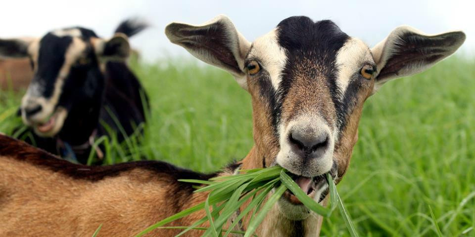 Kauai Kunana Dairy Farm Tour-基拉韦厄必去景点