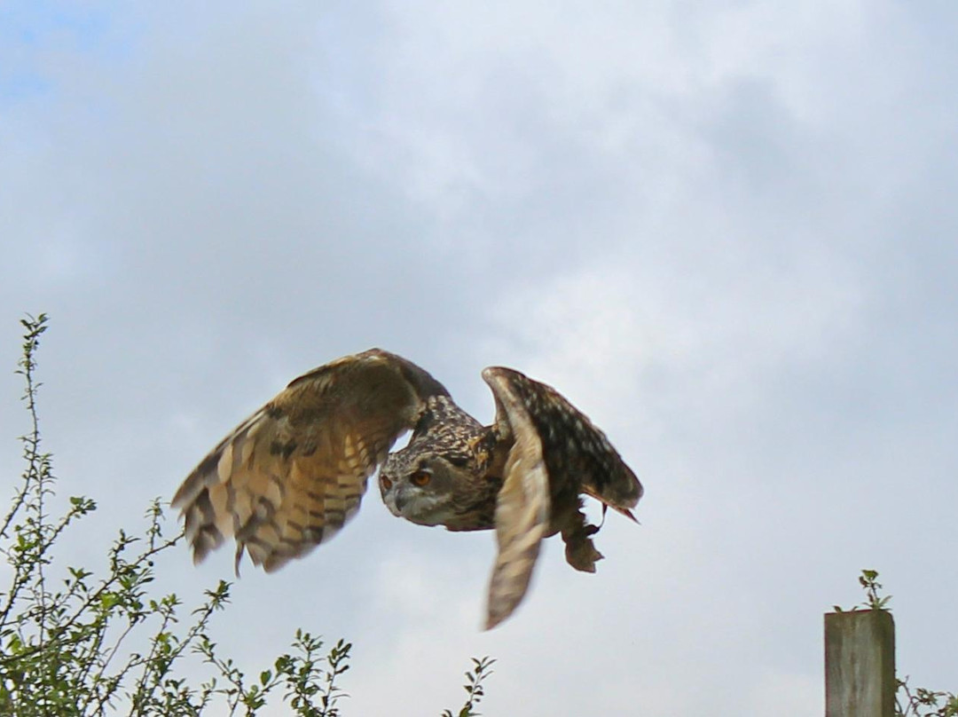 Screech Owl Sanctuary & Animal Park-St Columb Major必去景点