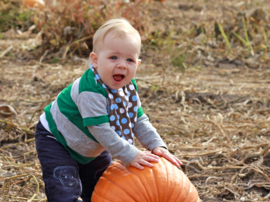 Treinen Farm Corn Maze and Pumpkin Patch-Lodi必去景点