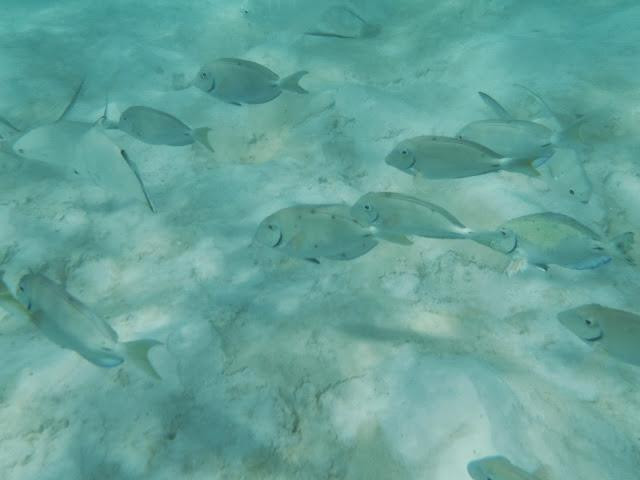 Private Snorkeling Aruba- Day Tours-棕榈/鹰海滩必去景点