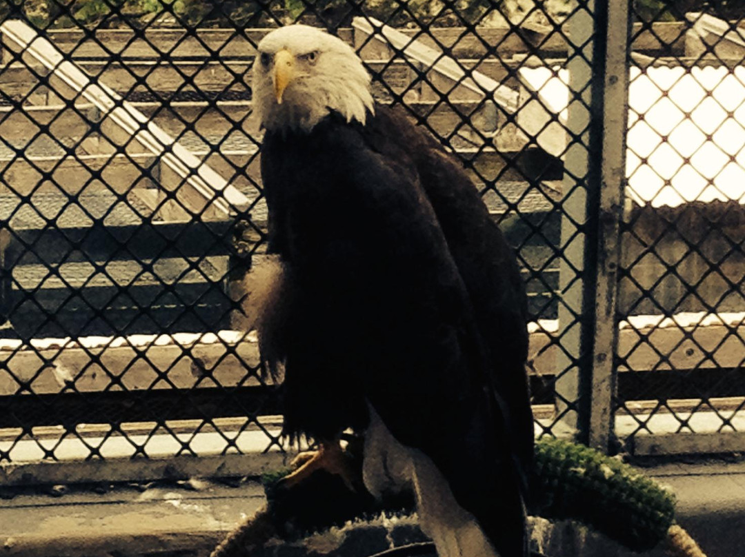 The Raptor Center-圣保罗必去景点