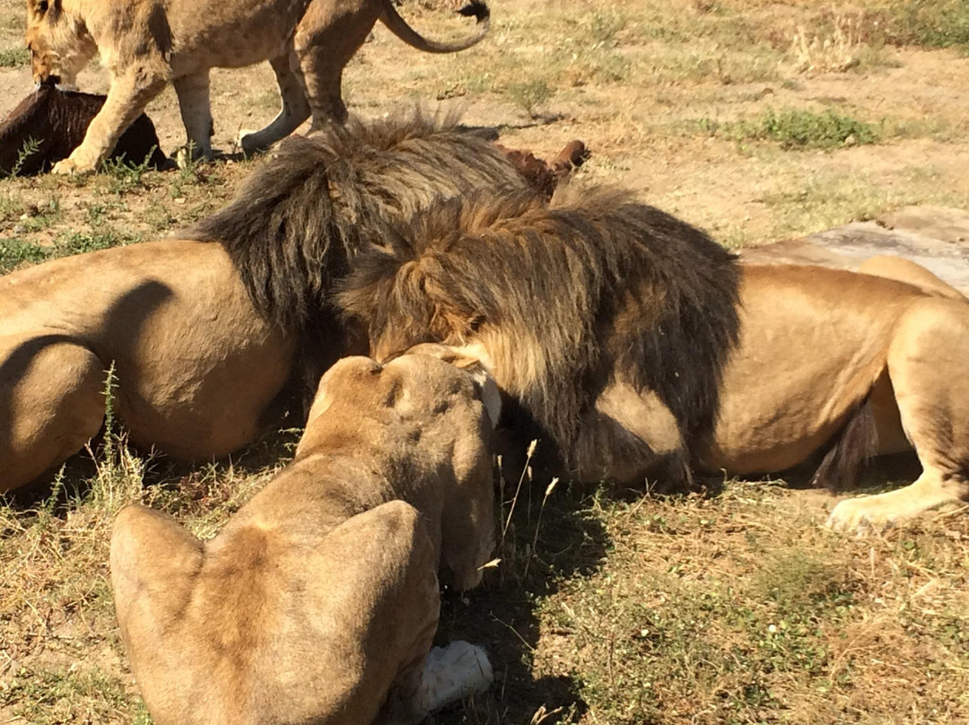 Felidae Centre-金伯利必去景点