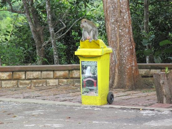Tasek Lama Recreational Park景点图片