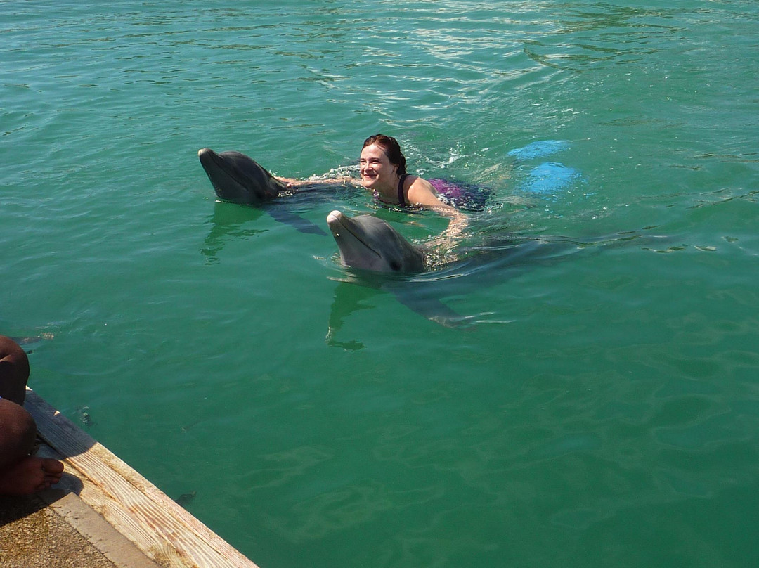 The Dolphin Experience-弗里波特必去景点