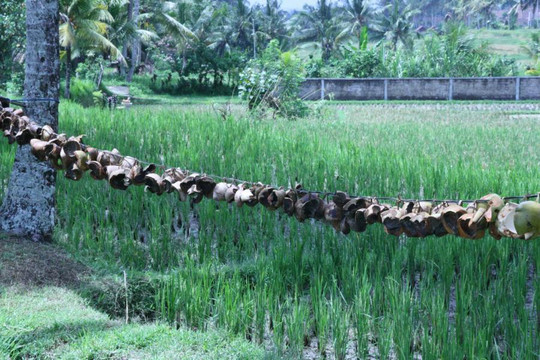 Ubud Botany Interactive-乌布必去景点
