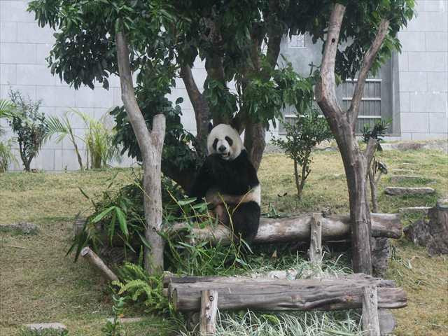 澳门大熊猫馆-澳门必去景点