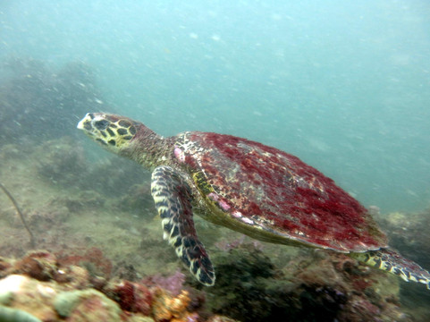 无重力潜水中心-查龙必去景点
