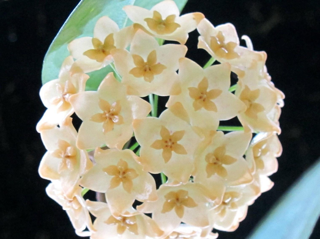 Kipandi Butterfly Farm-坦巴南必去景点