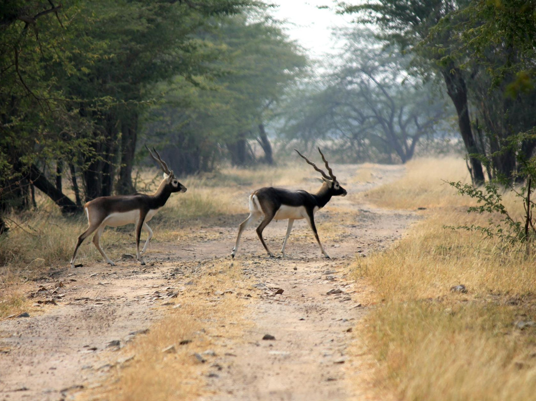 Velavadar Black Buck National Park景点图片