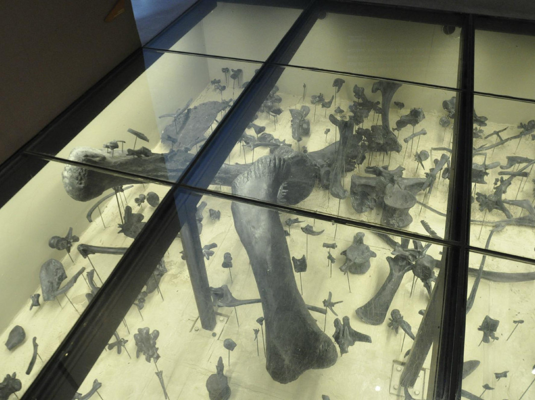 犹他州自然历史博物馆-盐湖城必去景点