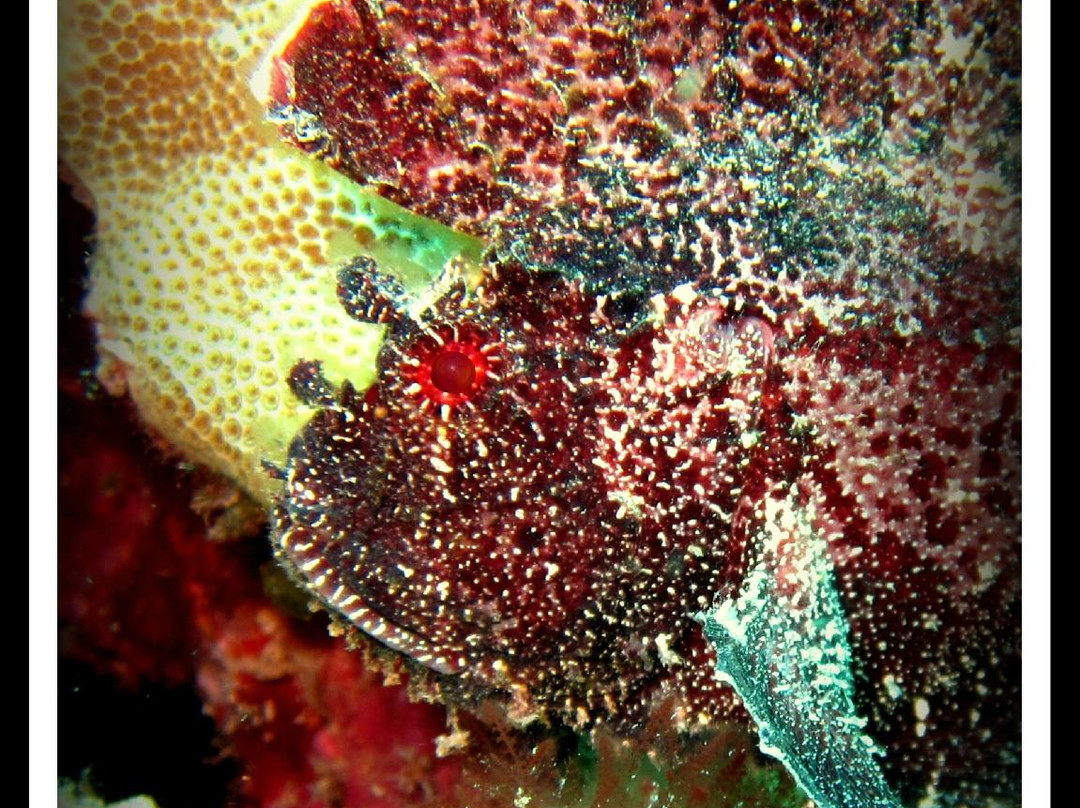 5 Star Scuba-卡纳帕利必去景点