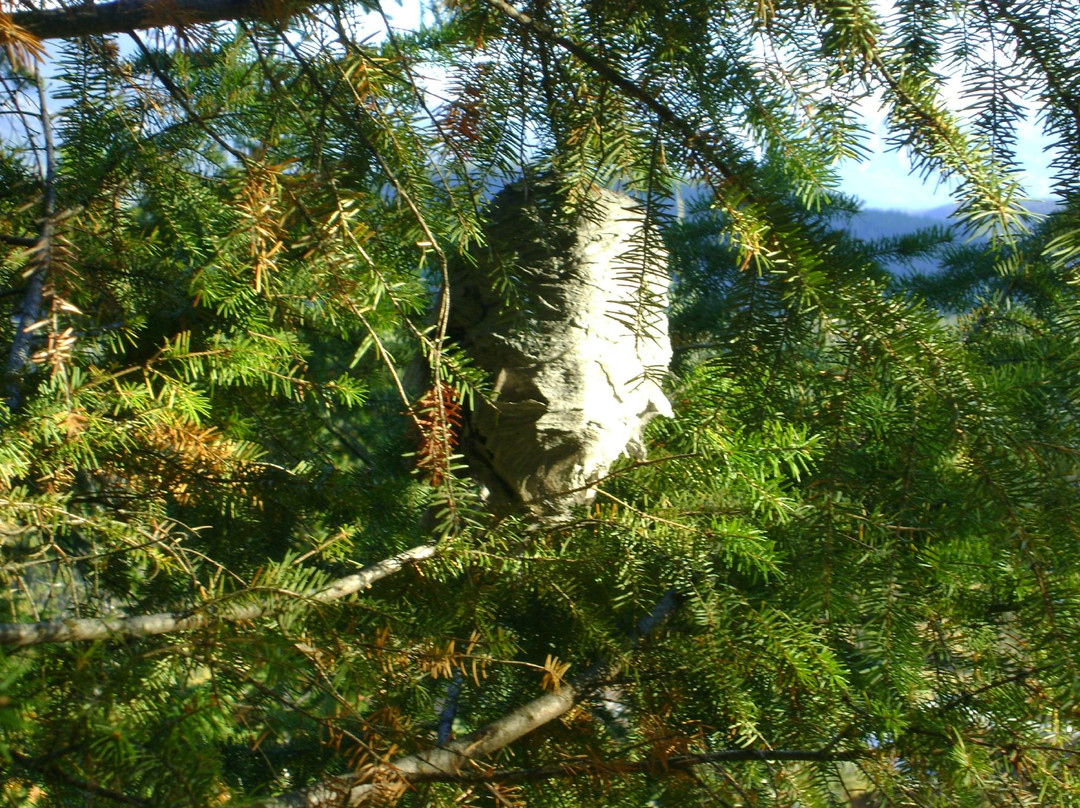 Jasper Discovery Trail-贾斯珀必去景点