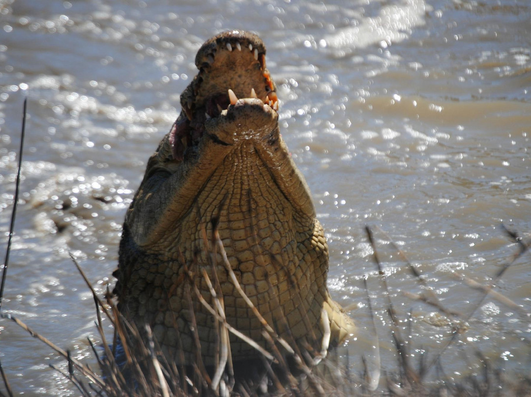 Umkhondo Big Five-阿尔贝蒂娜必去景点