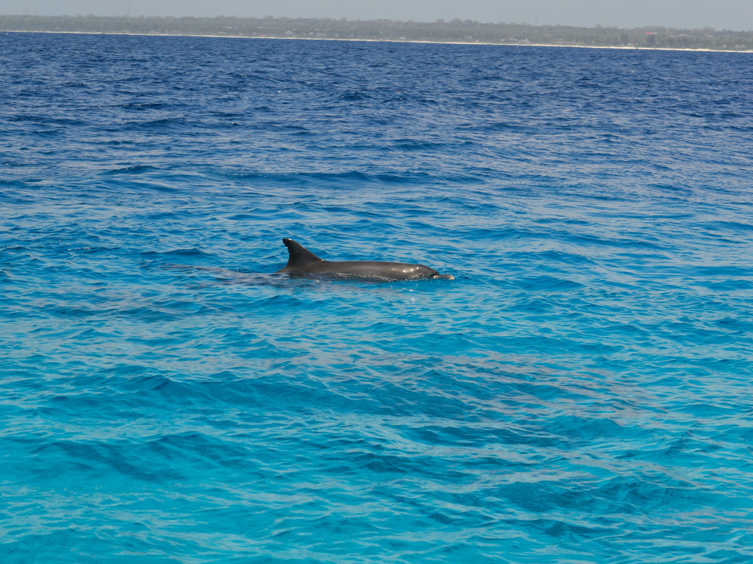 Scubafish Dive Center Ltd-Matemwe必去景点