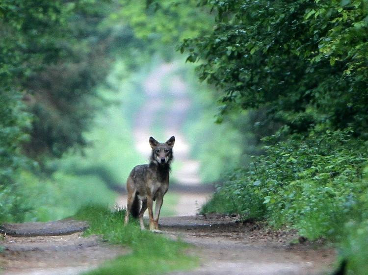 Wild Poland Wildlife Tours景点图片