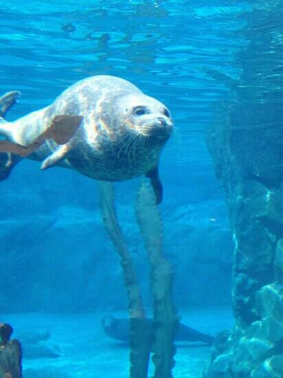 弗雷斯诺查菲动物公园-弗雷斯诺必去景点