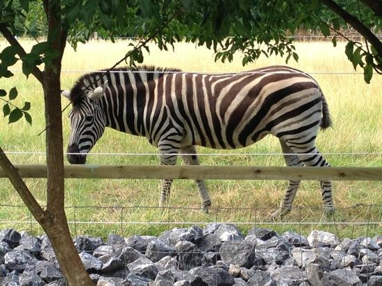 Bristol Zoo Project景点图片