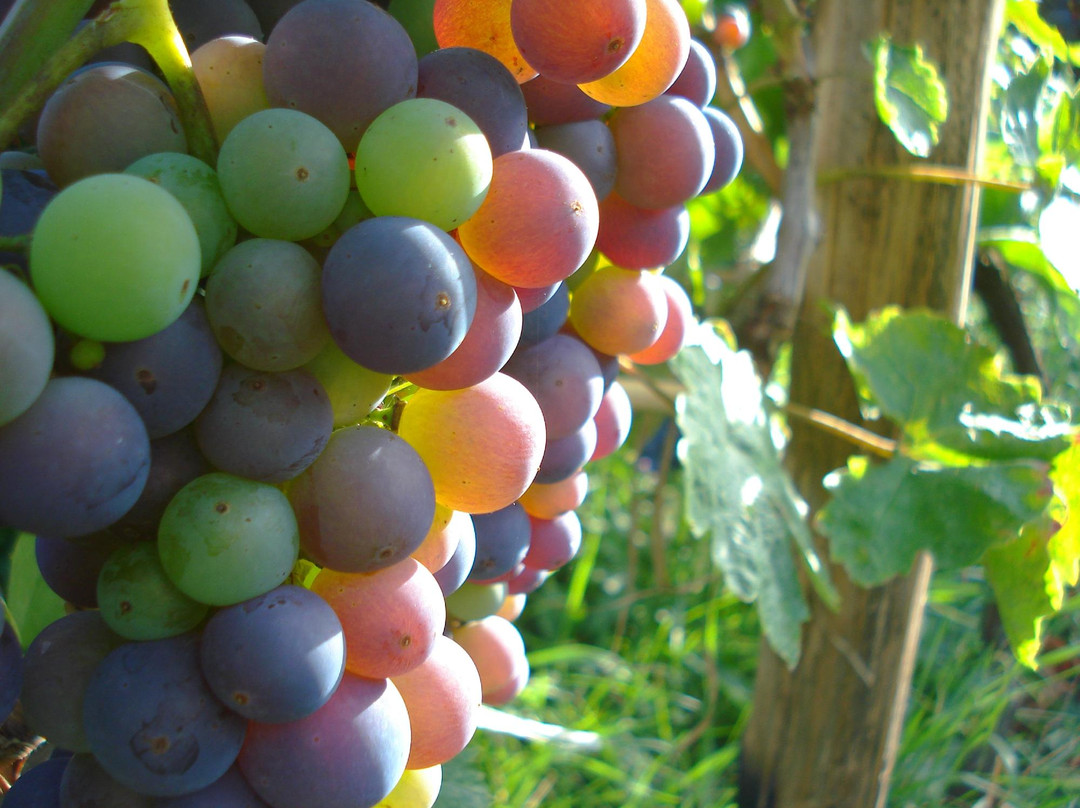 Jablan Winery-Rijeka Crnojevica必去景点