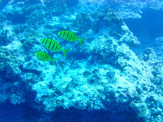 Tahaa Diving-塔哈岛必去景点