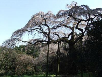 Chokozan Shoutaiji景点图片
