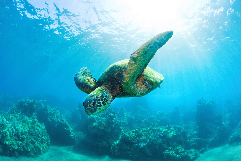 Pride of Maui-怀露库必去景点