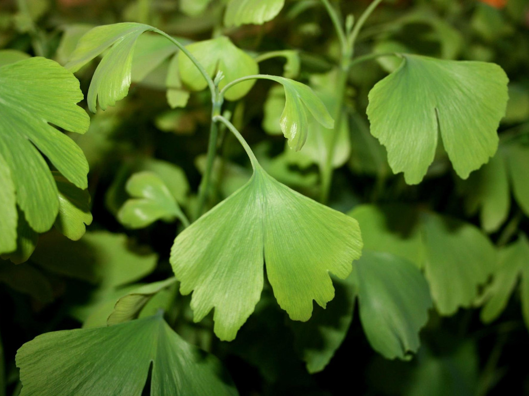 Ginkgo Museum-魏玛必去景点