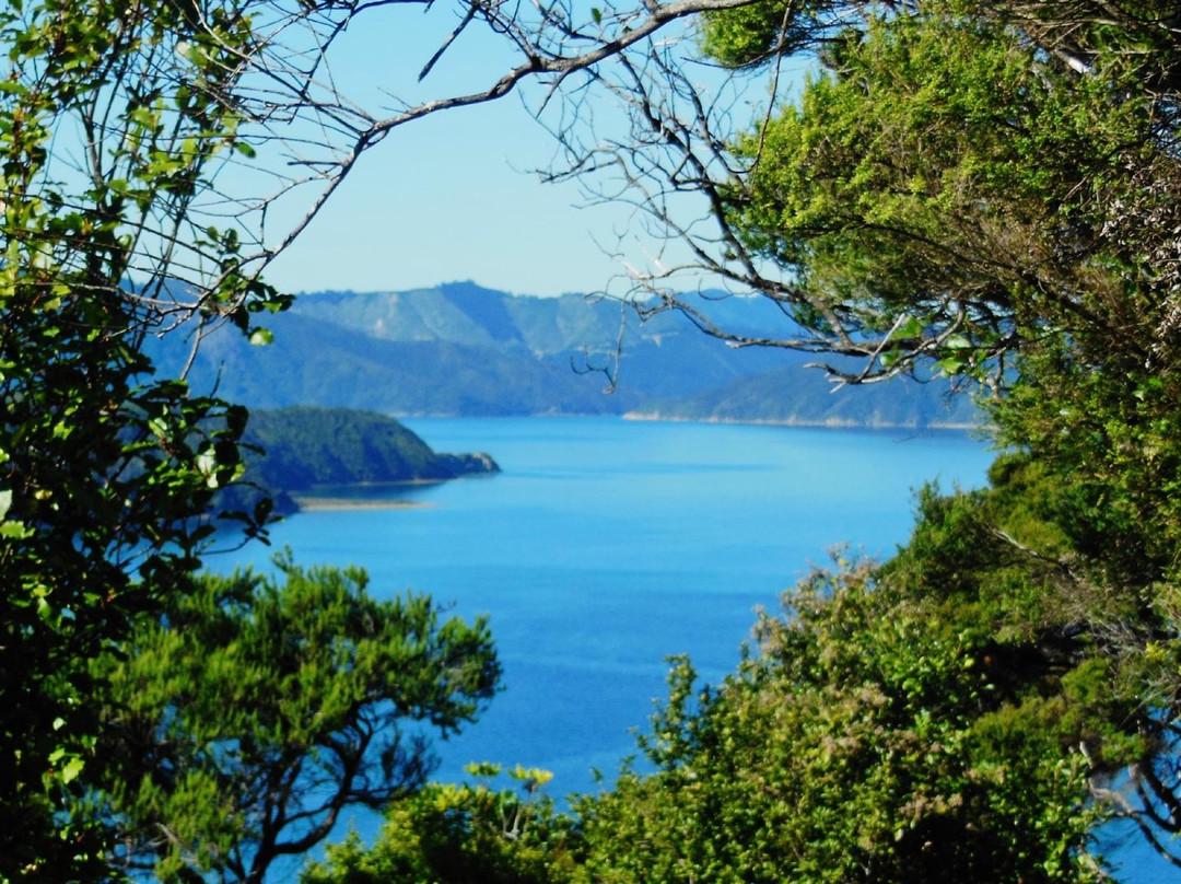 Queen Charlotte Sound景点图片