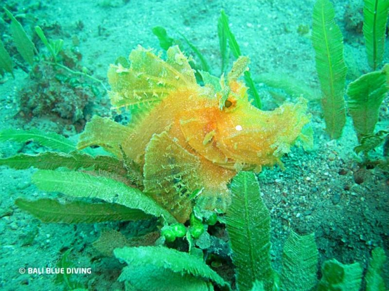 Bali Blue Diving PADI Resort-沙努尔必去景点