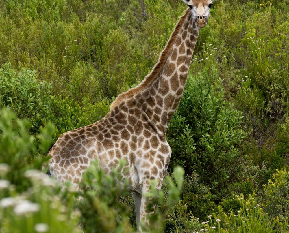 Botlierskop Private Game Reserve-莫塞尔贝必去景点