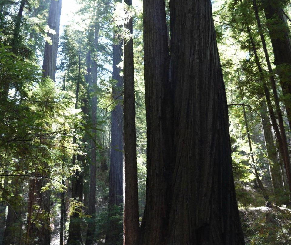The Mendocino Tree景点图片