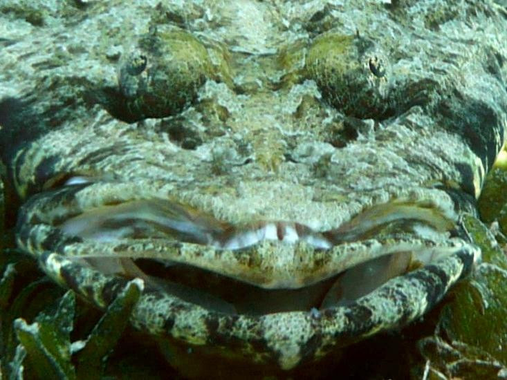 Extra Divers Aqaba-亚喀巴必去景点