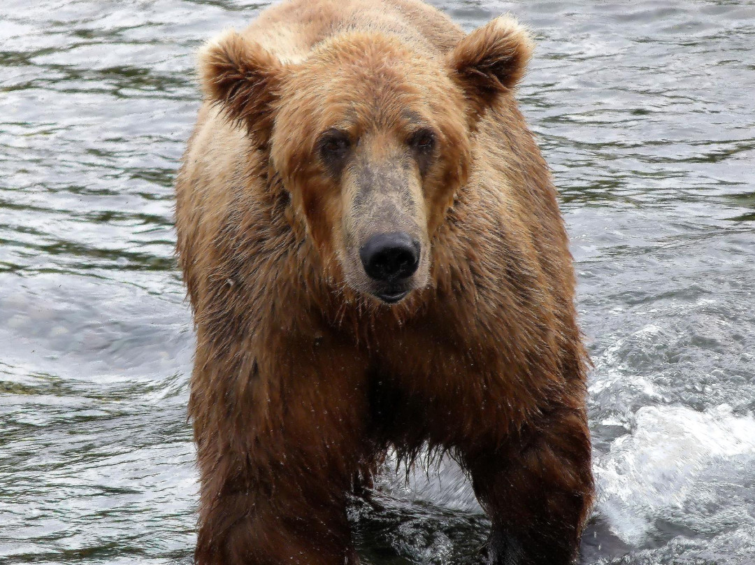 Steller Air Service-荷马必去景点