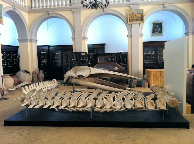 Museo Civico Emanuele Barba-加里波利必去景点