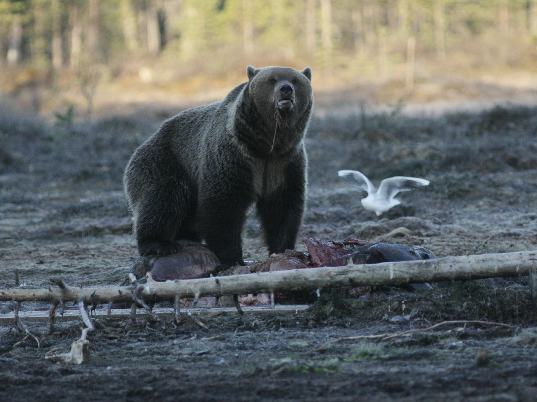 Boreal Wildlife Centre-Kuhmo必去景点