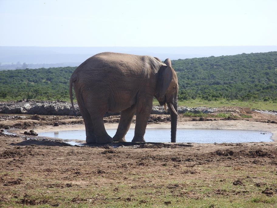 Addo Raptor and Reptile Centre-Addo Elephant National Park必去景点