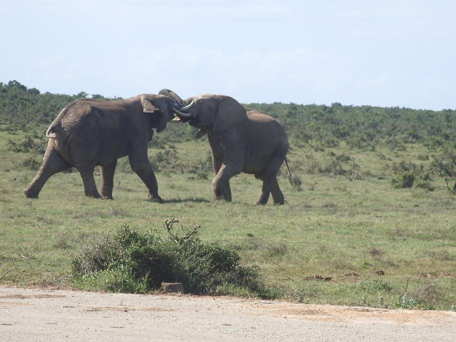 Addo Raptor and Reptile Centre-Addo Elephant National Park必去景点