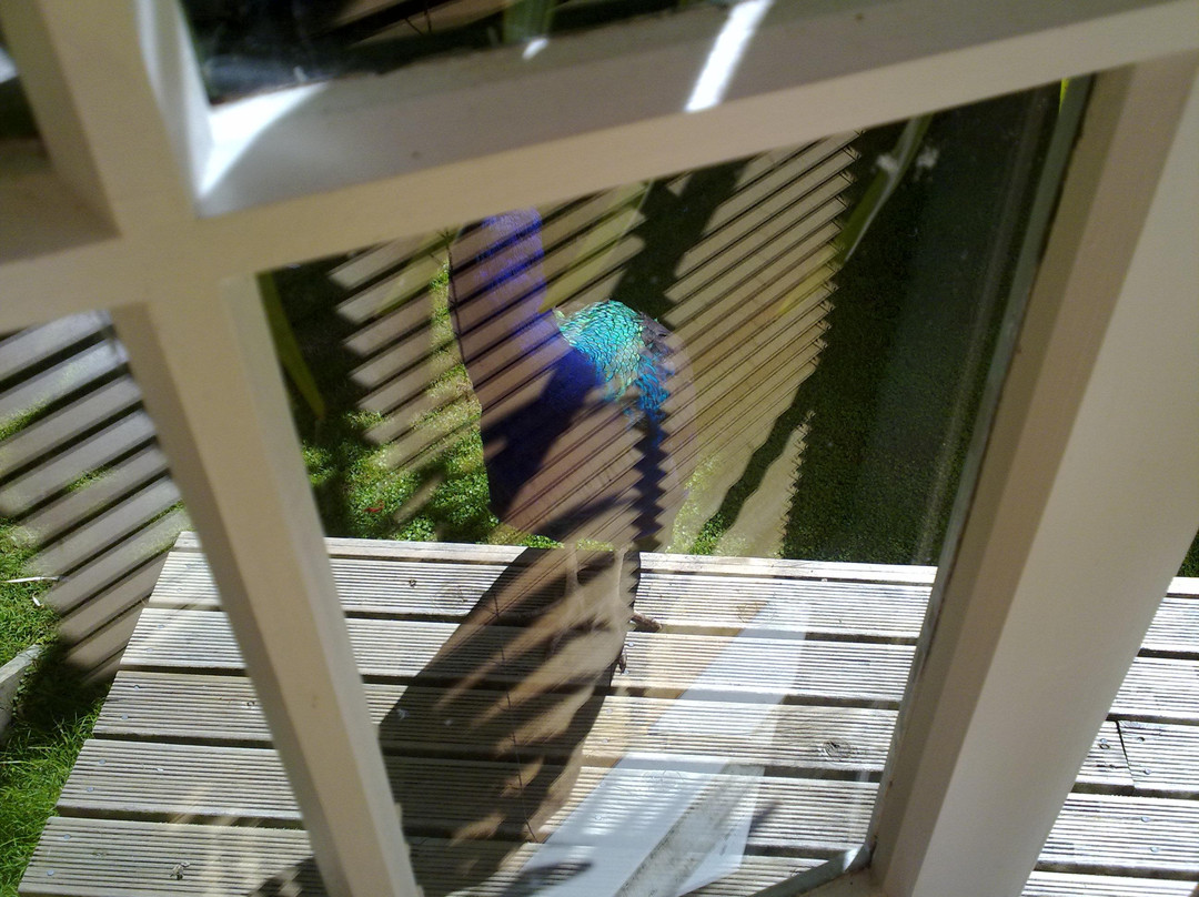 Katikati Bird Gardens景点图片